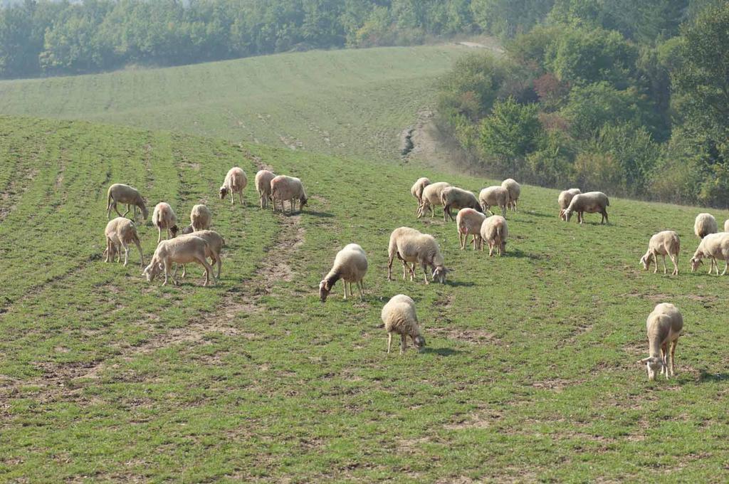 فيلا San Sebastiano Curoneفي Agriturismo Ca Bella المظهر الخارجي الصورة