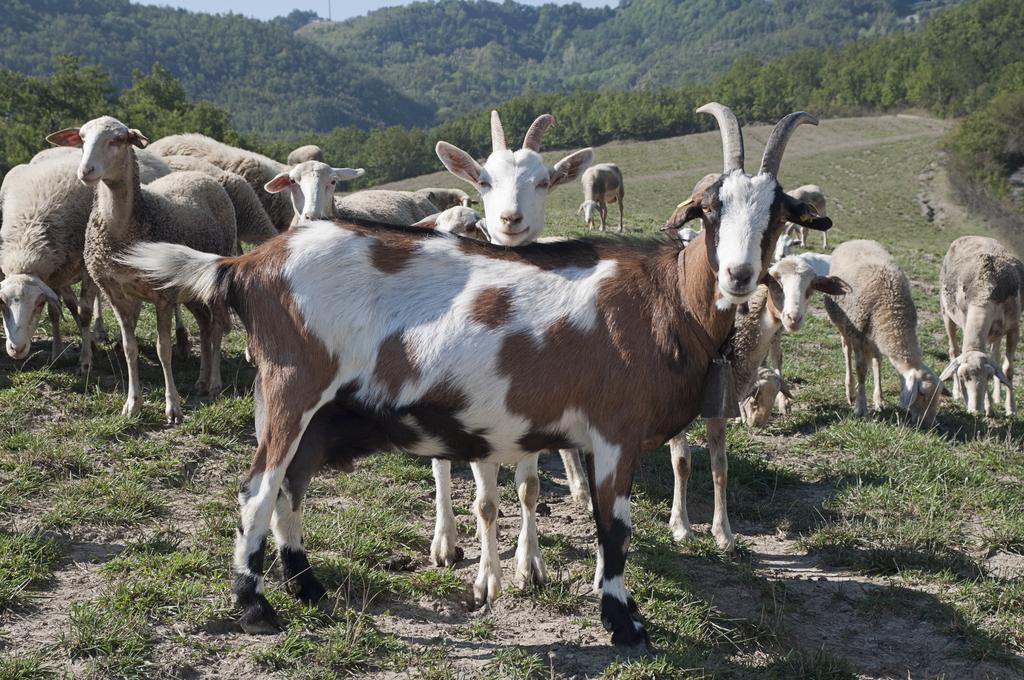 فيلا San Sebastiano Curoneفي Agriturismo Ca Bella المظهر الخارجي الصورة