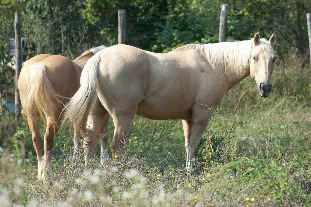 فيلا San Sebastiano Curoneفي Agriturismo Ca Bella المظهر الخارجي الصورة